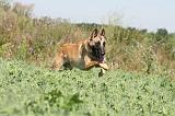 MALINOIS 288
